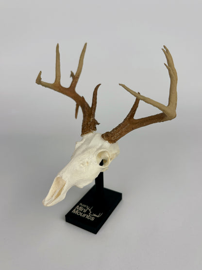 Custom Mini Painted Euro Mount / Skull (ANY SPECIES) - LARGE