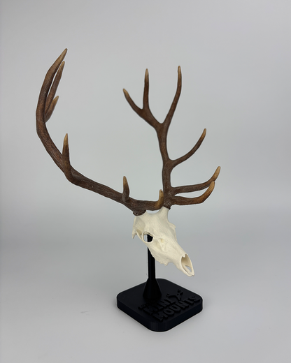 Mini 6-inch Elk euro mount – realistic hand-painted skull replica for desk or hunting display.