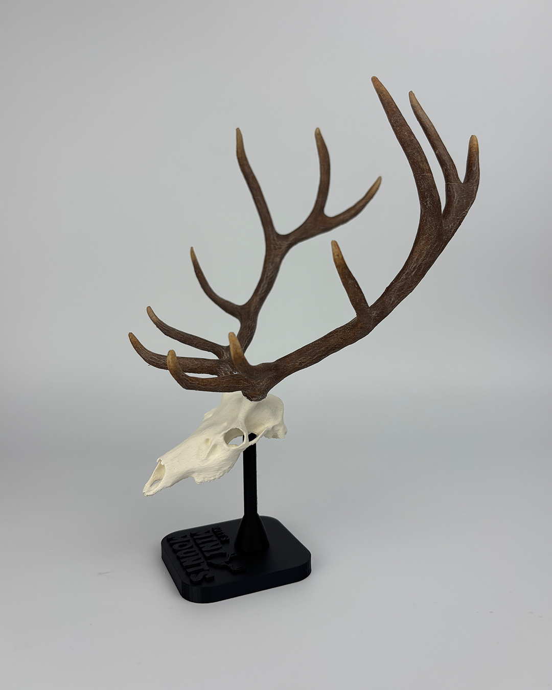 Mini 6-inch Elk euro mount – realistic hand-painted skull replica for desk or hunting display.