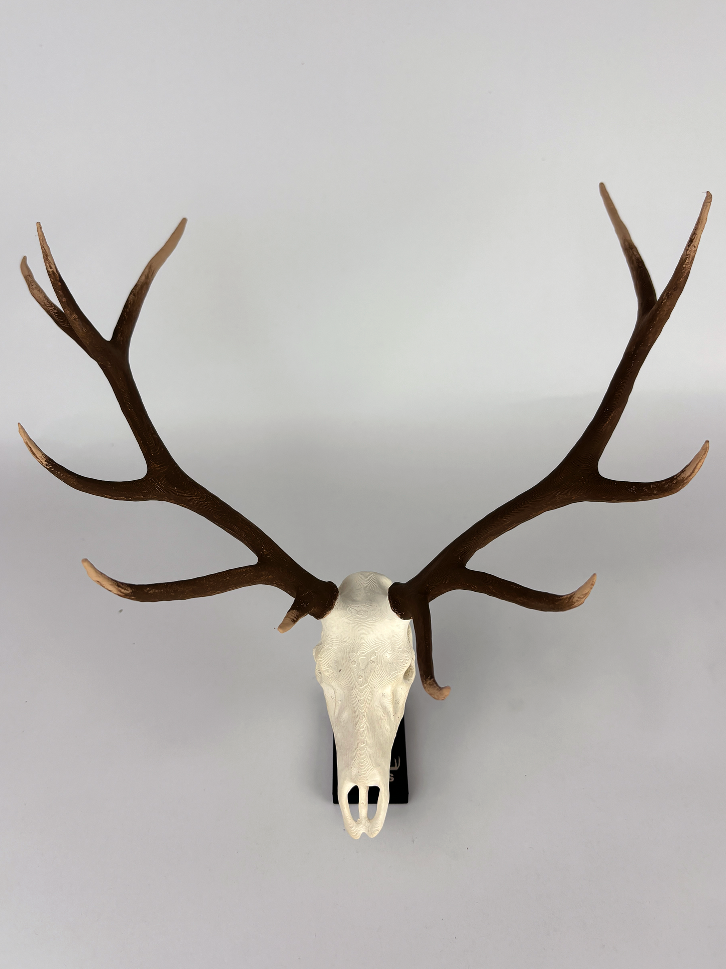 top angle of an extra large mini replica of elk mount, elk mount, elk mount replica, white tail mount, deer mount, mini mounts, mini mount, replica mount, replica deer mount