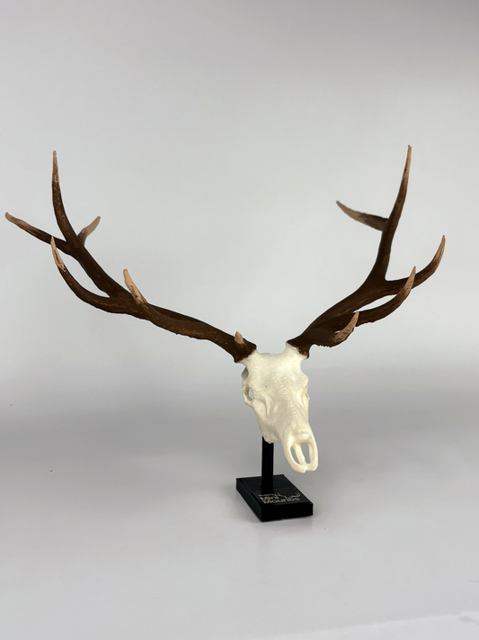 side angle of an extra large mini replica of elk mount, elk mount, elk mount replica, white tail mount, deer mount, mini mounts, mini mount, replica mount, replica deer mount