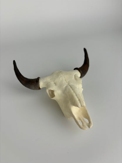 Custom Mini Painted Euro Mount / Skull (ANY SPECIES) - MEDIUM