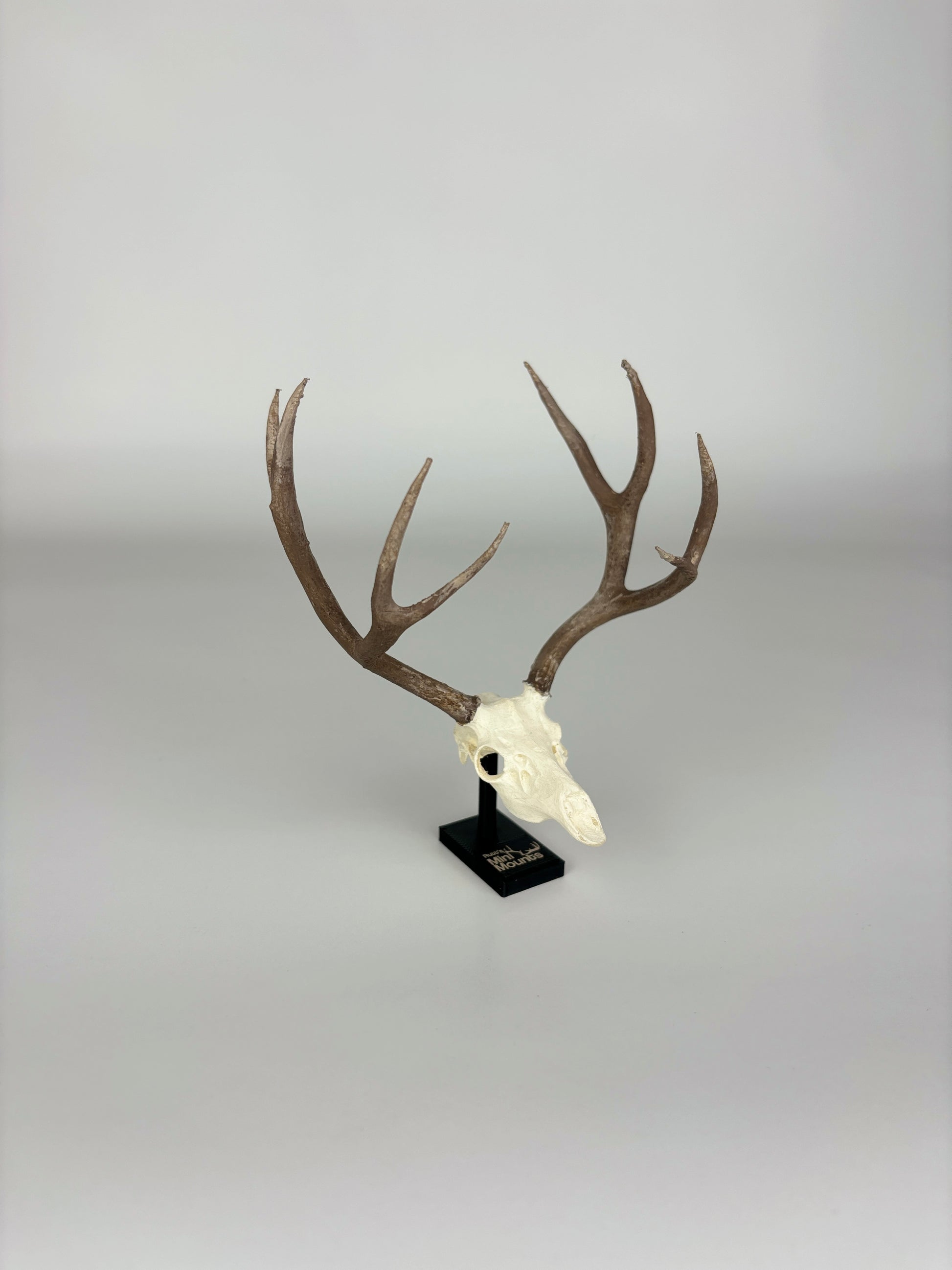 Car or desk decor for hunters. Mini hunting trophy replica, euro mount replica, elk, muley, deer, from another side angle