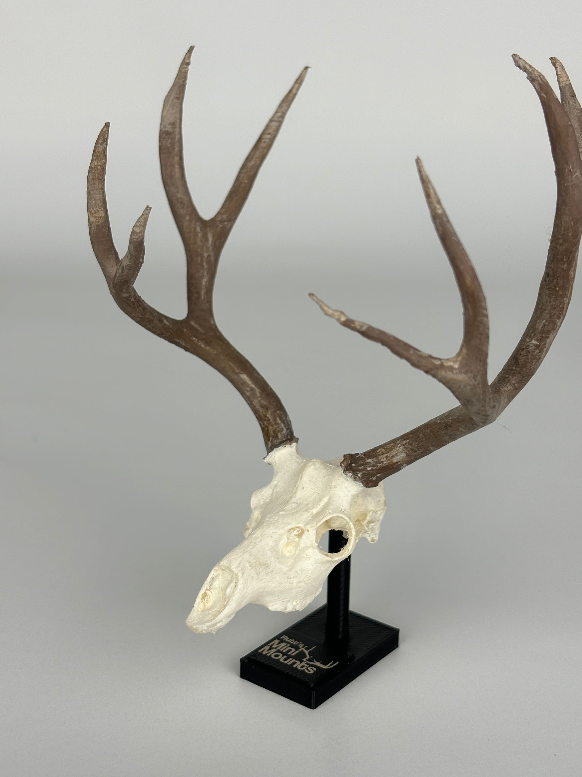 Mini hunting trophy replica, euro mount replica, elk, muley, deer, from another side angle