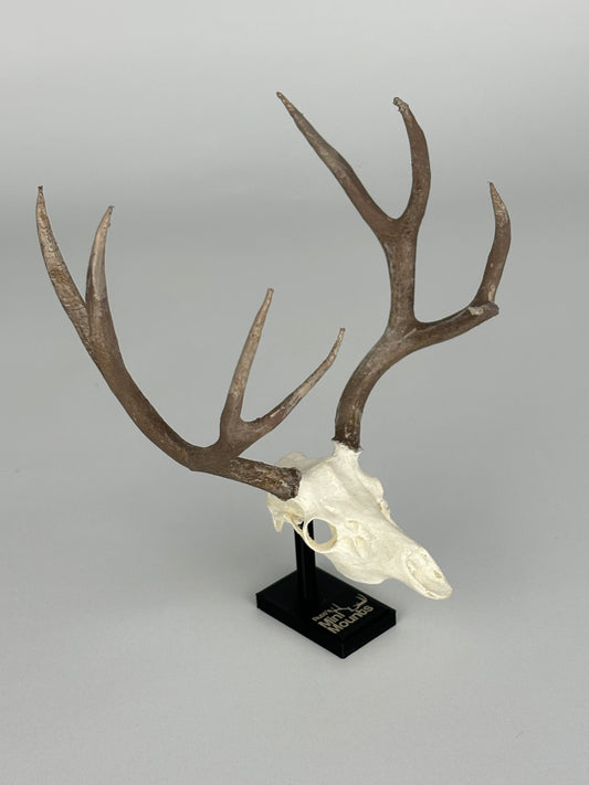 Mini hunting trophy replica, euro mount replica, from side angle, muley, elk, taxidermy