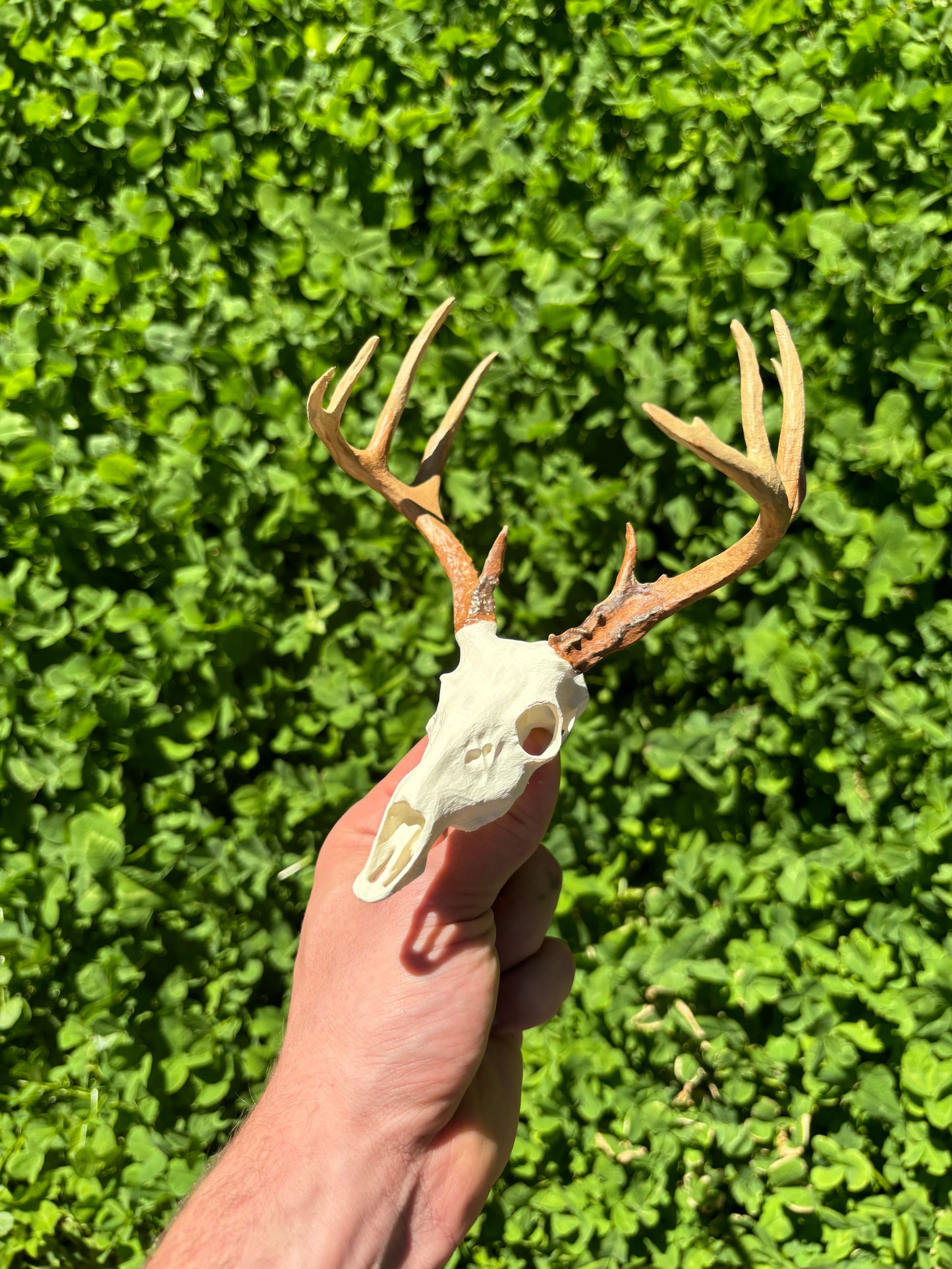 Custom Mini Painted Euro Mount / Skull (ANY SPECIES) - LARGE