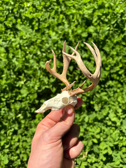 Custom Mini Painted Euro Mount / Skull (ANY SPECIES) - LARGE