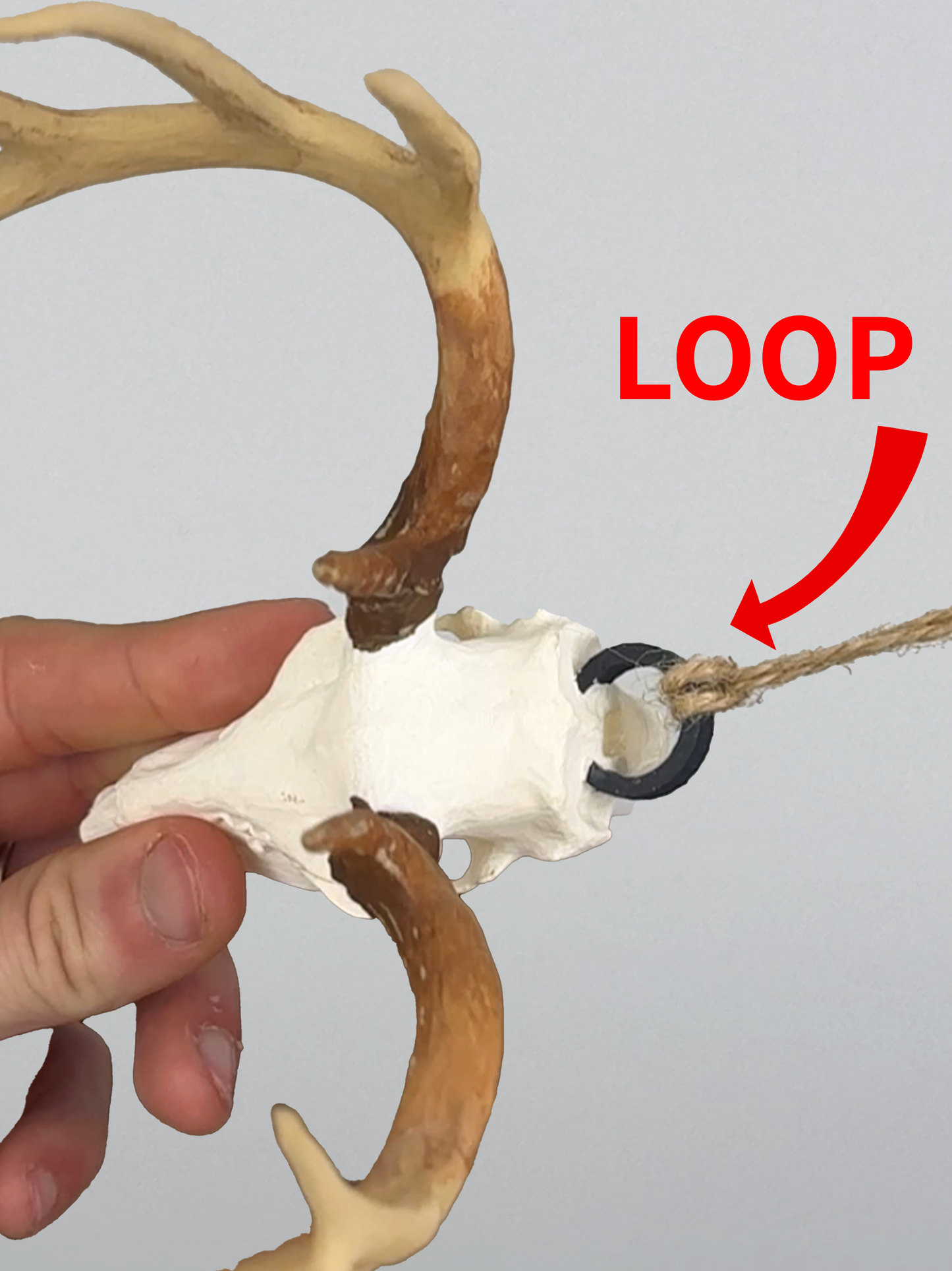 Loop for replica mount of euro mount, shoulder mount, antlers, sheds, white tail deer antlers, white tail deer mount, mini replica, handprinted, car decoration, rear view mirror, gift for hunters and dads