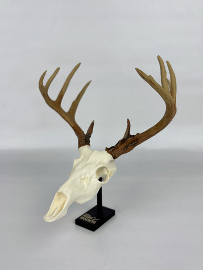 Custom Mini Painted Euro Mount / Skull (ANY SPECIES) - LARGE