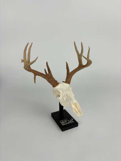 Mini hunting trophy replica, euro mount replica, from side angle