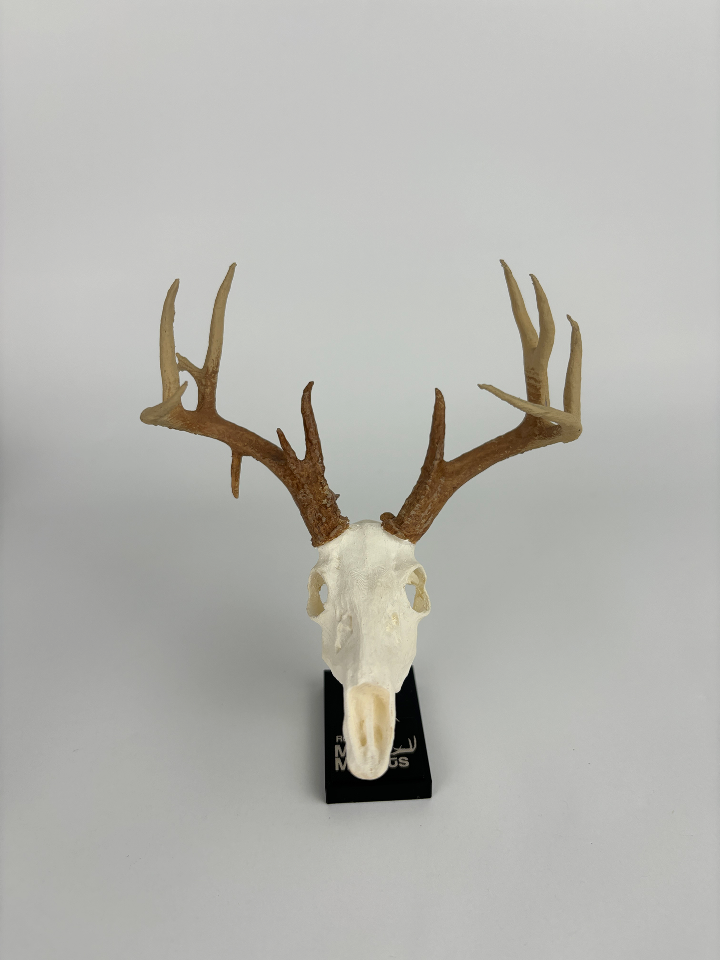 Mini hunting trophy replica, euro mount replica, from the front