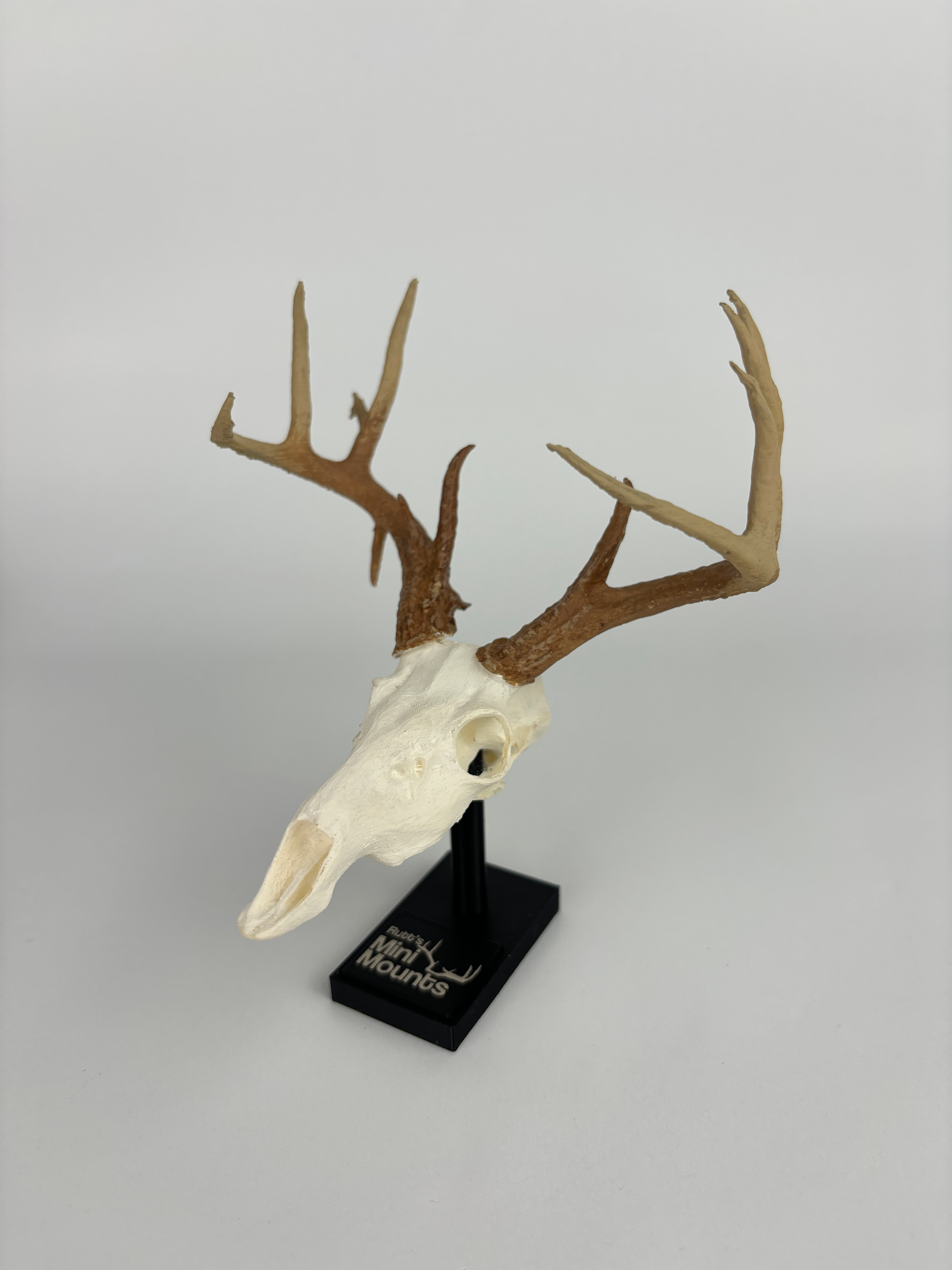 Mini hunting trophy replica, euro mount replica, from another angle. Great for desk or car decoration. White tail deer.