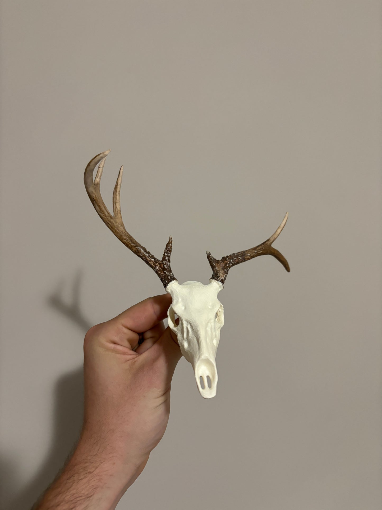 Custom Mini Painted Euro Mount / Skull (ANY SPECIES) - LARGE