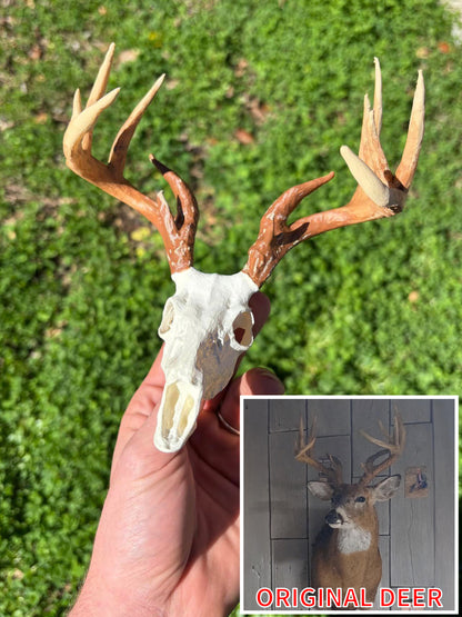 Mini Mimics | Painted Euro Mount (White Tail, Elk, and Mule Deer Only) - LARGE