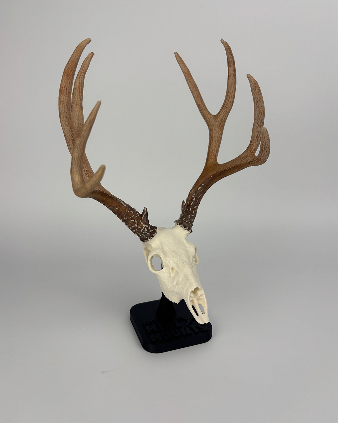 Hand-painted 6-inch mini Mule Deer euro mount – realistic hunting trophy for desk or shelf display. Mini muleys, mini muley deer mount