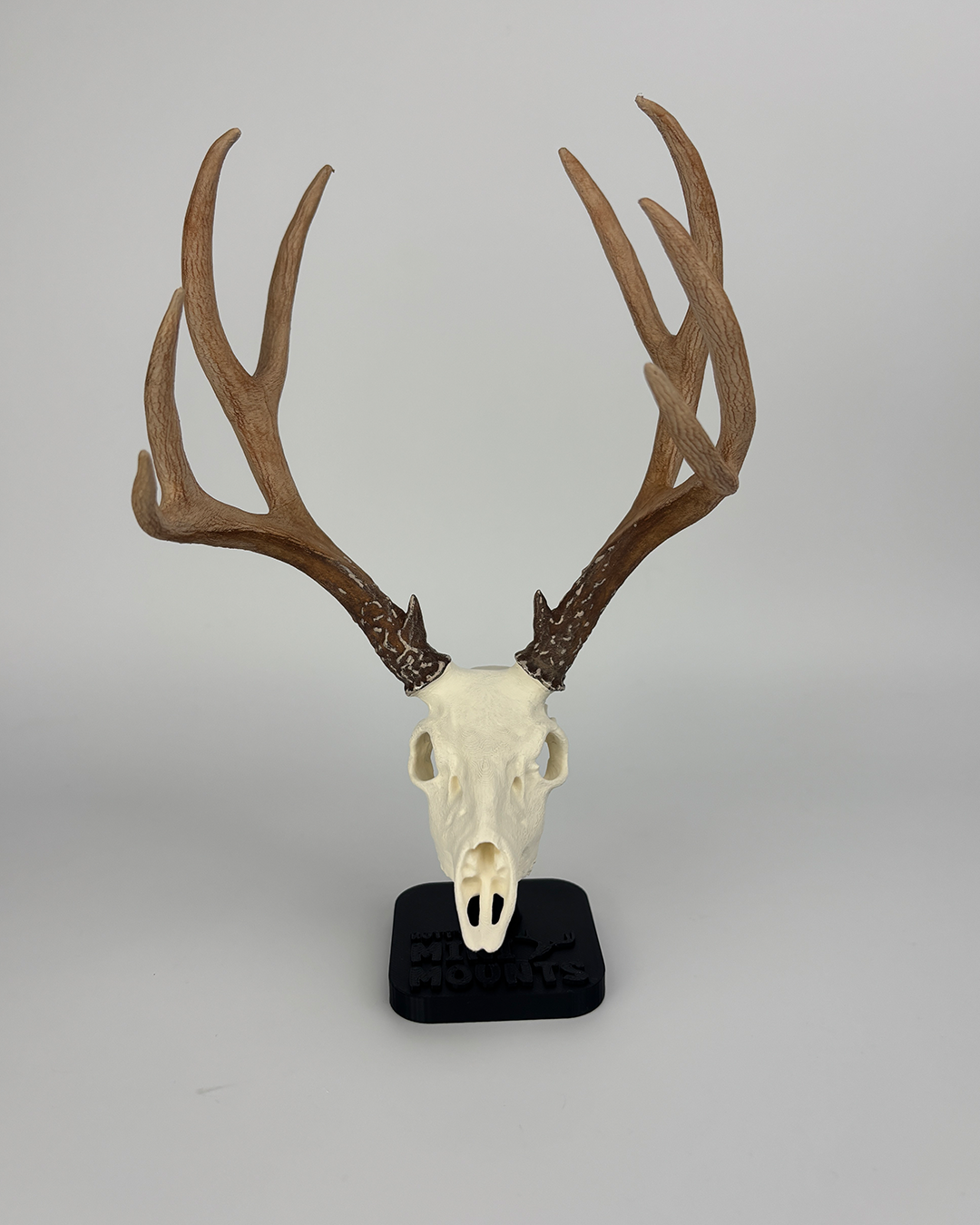 Hand-painted 6-inch mini Mule Deer euro mount – realistic hunting trophy for desk or shelf display. Mini muleys, mini muley deer mount