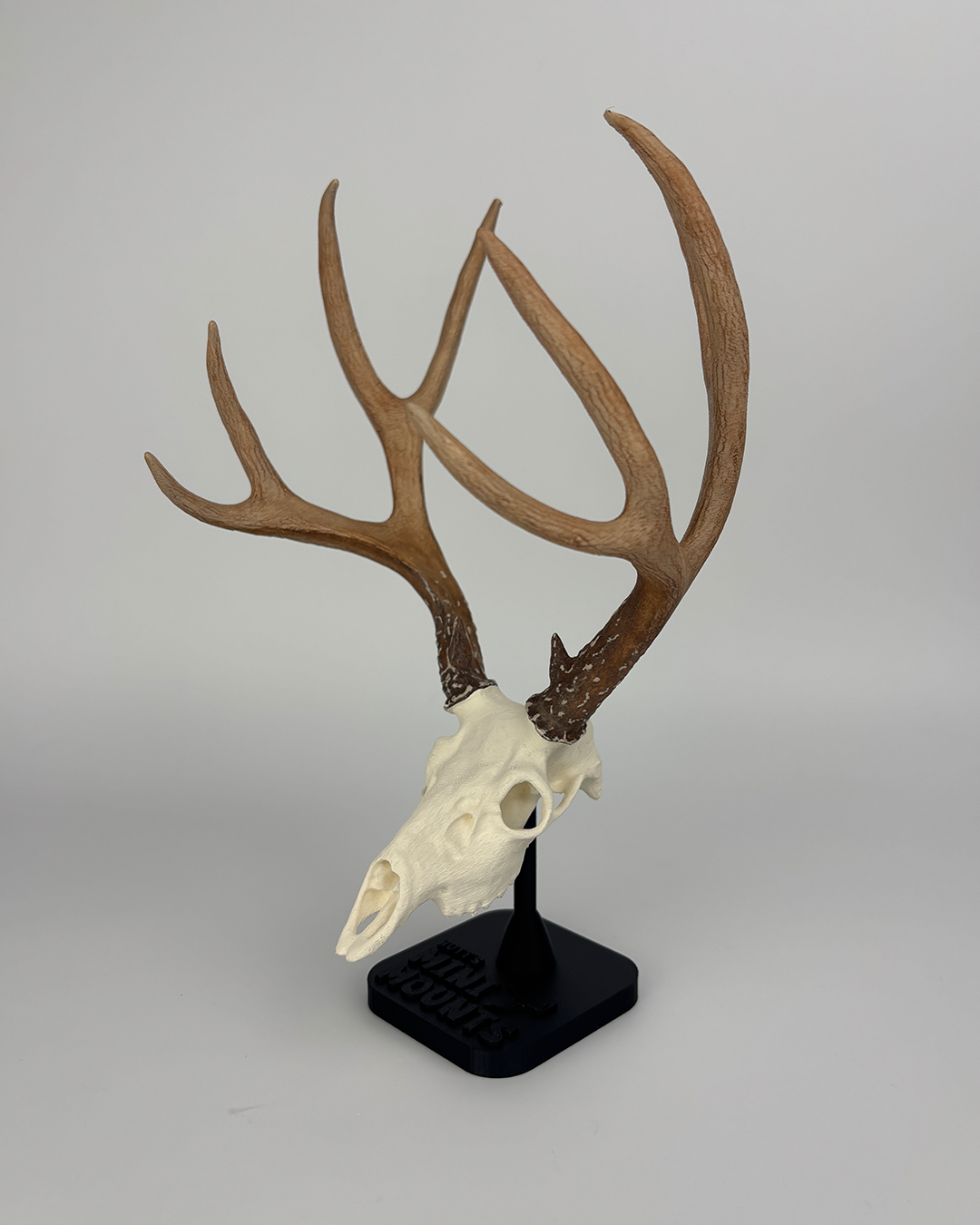 Hand-painted 6-inch mini Mule Deer euro mount – realistic hunting trophy for desk or shelf display. Mini muleys, mini muley deer mount