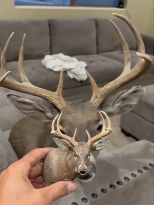 mini shoulder mount, mini whitetail mount, mini deer mount, mini muleys, mini muley mount