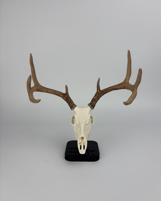 Mini Whitetail Euro Mount - Stock Edition