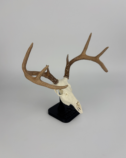 Mini Whitetail Euro Mount - Stock Edition