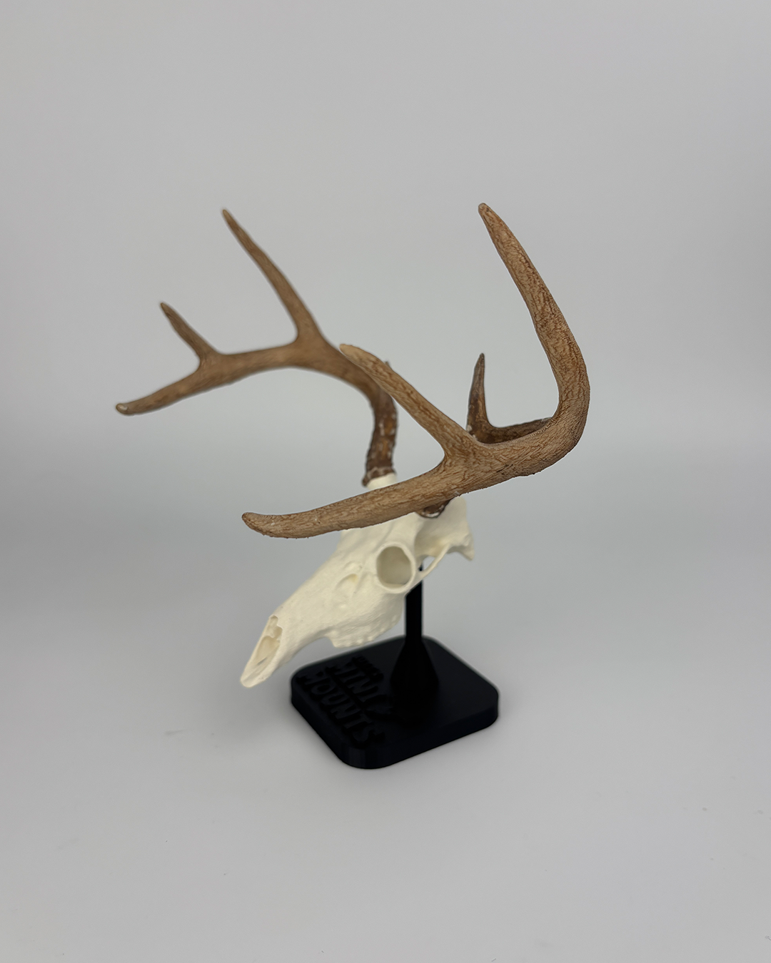 Mini Whitetail Euro Mount - Stock Edition