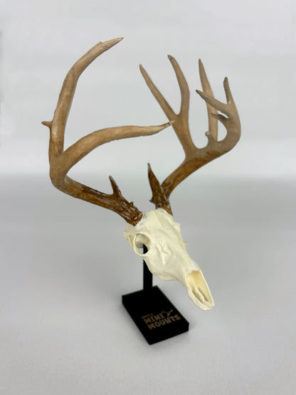 Custom Mini Painted Euro Mount / Skull (ANY SPECIES) - LARGE