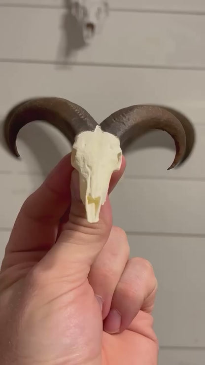 Custom Mini Painted Euro Mount / Skull (ANY SPECIES) - LARGE